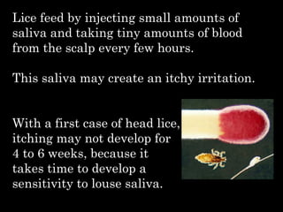 Lice feed by injecting small amounts of
saliva and taking tiny amounts of blood
from the scalp every few hours.
This saliva may create an itchy irritation.
With a first case of head lice,
itching may not develop for
4 to 6 weeks, because it
takes time to develop a
sensitivity to louse saliva.
 