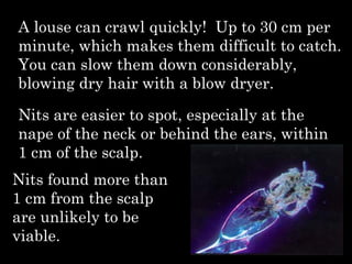 A louse can crawl quickly! Up to 30 cm per
minute, which makes them difficult to catch.
You can slow them down considerably,
blowing dry hair with a blow dryer.
Nits are easier to spot, especially at the
nape of the neck or behind the ears, within
1 cm of the scalp.
Nits found more than
1 cm from the scalp
are unlikely to be
viable.
 