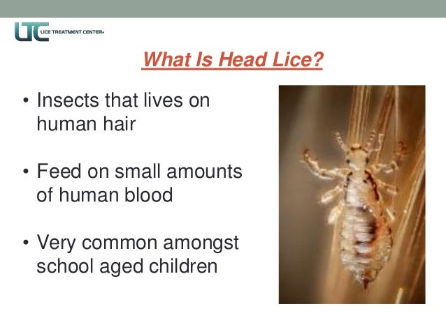 head lice home remedies india