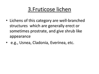 3.Fruticose lichen
• Lichens of this category are well-branched
structures which are generally erect or
sometimes prostrate, and give shrub like
appearance
• e.g., Usnea, Cladonia, Everinea, etc.
 