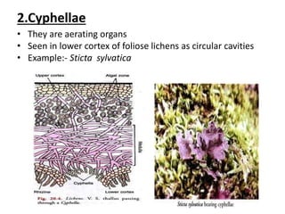 2.Cyphellae
• They are aerating organs
• Seen in lower cortex of foliose lichens as circular cavities
• Example:- Sticta sylvatica
 