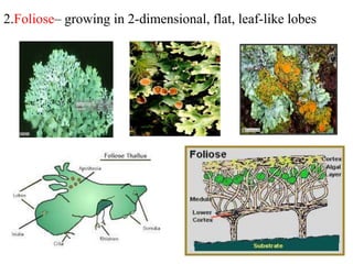 2.Foliose– growing in 2-dimensional, flat, leaf-like lobes
 