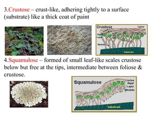 3.Crustose – crust-like, adhering tightly to a surface
(substrate) like a thick coat of paint
4.Squamulose – formed of small leaf-like scales crustose
below but free at the tips, intermediate between foliose &
crustose.
 
