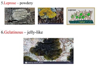 5.Leprose – powdery
6.Gelatinous – jelly-like
 