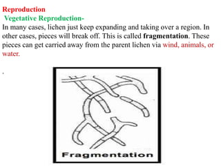 Reproduction
Vegetative Reproduction-
In many cases, lichen just keep expanding and taking over a region. In
other cases, pieces will break off. This is called fragmentation. These
pieces can get carried away from the parent lichen via wind, animals, or
water.
.
 