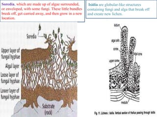 Soredia, which are made up of algae surrounded,
or enveloped, with some fungi. These little bundles
break off, get carried away, and then grow in a new
location.
Isidia are globular-like structures
containing fungi and alga that break off
and create new lichen.
 