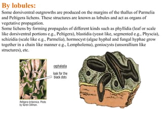 By lobules:
Some dorsiventral outgrowths are produced on the margins of the thallus of Parmelia
and Peltigera lichens. These structures are known as lobules and act as organs of
vegetative propagation.
Some lichens by forming propagules of different kinds such as phyllidia (leaf or scale
like dorsiventral portions e.g., Peltigera), blastidia (yeast like, segmented e.g., Physcia),
schizidia (scale like e.g., Parmelia), hormocyst (algae hyphal and fungal hyphae grow
together in a chain like manner e.g., Lempholema), goniocysts (unsorallium like
structures), etc.
 