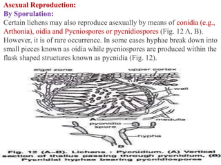 Asexual Reproduction:
By Sporulation:
Certain lichens may also reproduce asexually by means of conidia (e.g.,
Arthonia), oidia and Pycniospores or pycnidiospores (Fig. 12 A, B).
However, it is of rare occurrence. In some cases hyphae break down into
small pieces known as oidia while pycniospores are produced within the
flask shaped structures known as pycnidia (Fig. 12).
 