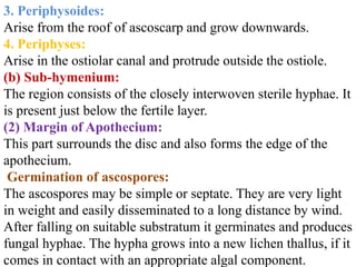 3. Periphysoides:
Arise from the roof of ascoscarp and grow downwards.
4. Periphyses:
Arise in the ostiolar canal and protrude outside the ostiole.
(b) Sub-hymenium:
The region consists of the closely interwoven sterile hyphae. It
is present just below the fertile layer.
(2) Margin of Apothecium:
This part surrounds the disc and also forms the edge of the
apothecium.
Germination of ascospores:
The ascospores may be simple or septate. They are very light
in weight and easily disseminated to a long distance by wind.
After falling on suitable substratum it germinates and produces
fungal hyphae. The hypha grows into a new lichen thallus, if it
comes in contact with an appropriate algal component.
 