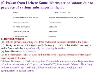 (f) Poison from Lichen: Some lichens are poisonous due to
presence of various substances in them:
B. Harmful Aspects:
(a) Lichens growing on young fruit trees and sandal trees are harmful to the plant.
(b) During hot season some species of lichens (e.g., Usnea barbarata) become so dry
and inflammable that they often help in spreading forest fire.
(c) Some lichens act as allergens.
(d) The commercial value of glass and marble stone is reduced because of itching of
their surface by lichens.
(e) Some lichens e.g., Cladonia rangifera, Cetraria islandica accumulate large quantities
of radioactive strontium (Sr90 ) and caesium (Cs137 ) from atomic fall-outs. These may
be incorporated in the food chain, lichen → reindeer → man, leading to their
accumulation in human tissues.
 
