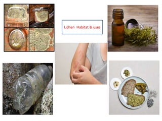 Lichen Habitat & uses
 