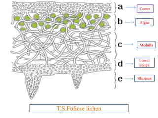 Cortex
Algae
Medulla
Lower
cortex
Rhizines
T.S.Foliose lichen
 