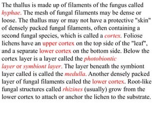 The thallus is made up of filaments of the fungus called
hyphae. The mesh of fungal filaments may be dense or
loose. The thallus may or may not have a protective "skin"
of densely packed fungal filaments, often containing a
second fungal species, which is called a cortex. Foliose
lichens have an upper cortex on the top side of the "leaf",
and a separate lower cortex on the bottom side. Below the
cortex layer is a layer called the photobiontic
layer or symbiont layer. The layer beneath the symbiont
layer called is called the medulla. Another densely packed
layer of fungal filaments called the lower cortex. Root-like
fungal structures called rhizines (usually) grow from the
lower cortex to attach or anchor the lichen to the substrate.
 