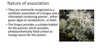 Nature of association
• They are commonly recognized as a
symbiotic association of a fungus and a
chlorophyll containing partner , either
green algae or cynobacteria , or both.
• The fungus provides a suitable habitat
for the partner, which provides
photosynthetically fixed carbon as
energy source for the system.
 