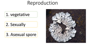 Reproduction
1. vegetative
2. Sexually
3. Asexual spore
 