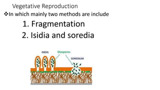 Vegetative Reproduction
In which mainly two methods are include
1. Fragmentation
2. Isidia and soredia
 