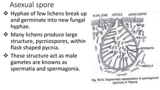 Asexual spore
 Hyphae of few lichens break up
and germinate into new fungal
hyphae.
 Many lichens produce large
structure, pycniospores, within
flask shaped pycnia.
 These structure act as male
gametes are knowns as
spermatia and spermagonia.
 
