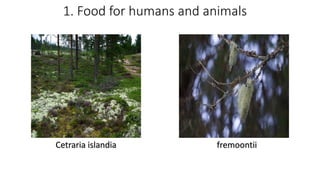 1. Food for humans and animals
Cetraria islandia fremoontii
 