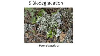 5.Biodegradation
Permelia perlata
This Photo by Unknown Author is licensed under CC BY-SA
 