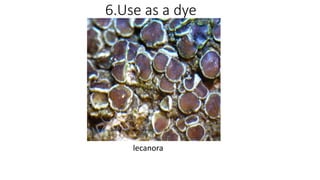 6.Use as a dye
lecanora
This Photo by Unknown Author is licensed under CC BY
 