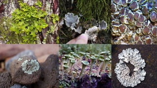 lichen (1).pptx