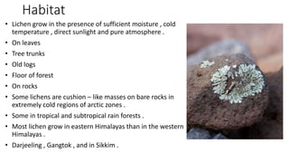 Habitat
• Lichen grow in the presence of sufficient moisture , cold
temperature , direct sunlight and pure atmosphere .
• On leaves
• Tree trunks
• Old logs
• Floor of forest
• On rocks
• Some lichens are cushion – like masses on bare rocks in
extremely cold regions of arctic zones .
• Some in tropical and subtropical rain forests .
• Most lichen grow in eastern Himalayas than in the western
Himalayas .
• Darjeeling , Gangtok , and in Sikkim .
 