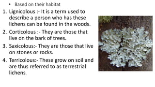 • Based on their habitat
1. Lignicolous :- It is a term used to
describe a person who has these
lichens can be found in the woods.
2. Corticolous :- They are those that
live on the bark of trees.
3. Saxicolous:- They are those that live
on stones or rocks.
4. Terricolous:- These grow on soil and
are thus referred to as terrestrial
lichens.
 