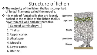 Structure of lichen
 The majority of the lichen thallus is comprised
of fungal filaments called the medulla.
 It is made...