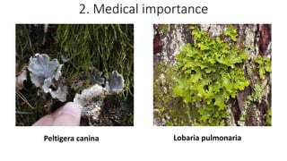 2. Medical importance
Peltigera canina Lobaria pulmonaria
 