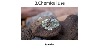 3.Chemical use
Rocella
 
