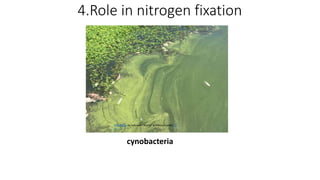 4.Role in nitrogen fixation
cynobacteria
This Photo by Unknown Author is licensed under CC
BY
 