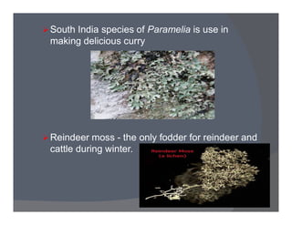 South India species of Paramelia is use in
making delicious curry
Reindeer moss - the only fodder for reindeer and
cattle during winter.
 