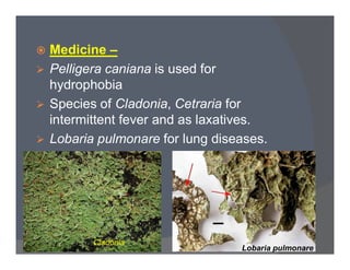  Medicine –
 Pelligera caniana is used for
hydrophobia
 Species of Cladonia, Cetraria for
intermittent fever and as laxatives.
 Lobaria pulmonare for lung diseases. Lobaria pulmonare for lung diseases.
Cladonia
Lobaria pulmonare
 