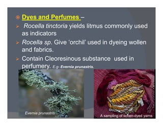  Dyes and Perfumes –
 Rocella tinctoria yields litmus commonly used
as indicators
 Rocella sp. Give ‘orchil’ used in dyeing wollen
and fabrics.
 Contain Cleoresinous substance used in
perfumery.perfumery. E.g- Evernia prunastris.
A sampling of lichen-dyed yarns
Evernia prunastris
 