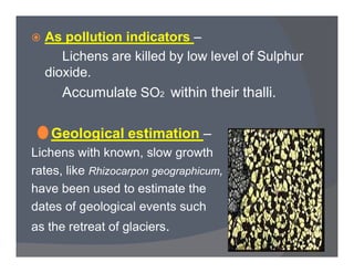 As pollution indicators –
Lichens are killed by low level of Sulphur
dioxide.
Accumulate SO2 within their thalli.
Geological estimation –Geological estimation –
Lichens with known, slow growth
rates, like Rhizocarpon geographicum,
have been used to estimate the
dates of geological events such
as the retreat of glaciers.
 