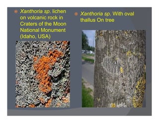  Xanthoria sp. lichen
on volcanic rock in
Craters of the Moon
National Monument
(Idaho, USA)
 Xanthoria sp. With oval
thallus On tree
 