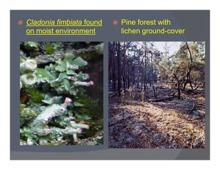  Cladonia fimbiata found
on moist environment
 Pine forest with
lichen ground-cover
 
