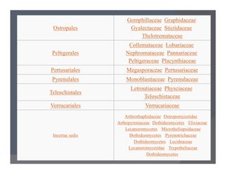 Ostropales
Gomphillaceae, Graphidaceae,
Gyalectaceae, Stictidaceae,
Thelotremataceae
Peltigerales
Collemataceae, Lobariaceae,
Nephromataceae, Pannariaceae,
Peltigeraceae, Placynthiaceae
Pertusariales Megasporaceae, Pertusariaceae
Pyrenulales Monoblastiaceae, Pyrenulaceae
Letroutiaceae, Physciaceae,
Teloschistales
Letroutiaceae, Physciaceae,
Teloschistaceae
Verrucariales Verrucariaceae
Incertae sedis
Arthrorhaphidaceae (Ostropomycetidae),
Arthopyreniaceae (Dothideomycetes), Elixiaceae
(Lecanoromycetes), Microtheliopsidaceae
(Dothideomycetes), Pyrenotrichaceae
(Dothideomycetes), Lecideaceae
(Lecanoromycetidae), Trypetheliaceae
(Dothideomycetes)
 
