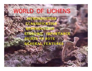 Lichens
A lichen is not a single organism. Rather, it is a symbiosis
between different organisms - a fungus and an alga or...