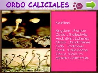 Klasifikasi
Kingdom : Plantae
Divisio : Thallophyta
Anak divisi : Lichenes
Classis : Ascolichenes
Ordo :Caliciales
Famili :Caliciaceae
Genus :Calicium
Spesies : Calicium sp.
 