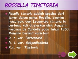  Rocella tintoria adalah spesies dari
jamur dalam genus Rocella, sinonim
homotypic dari Lecannora tintoria ini
pertama kali dijelaskan oleh Augustin
Pyramus de Candolle pada tahun 1850.
Memiliki berikut varietas:
 R. t. var. Portentosa
 R. t. var. Subpodicellata
 R.t. var. Tinctoria
 