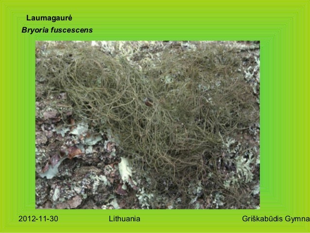 Lichenes of lithuania