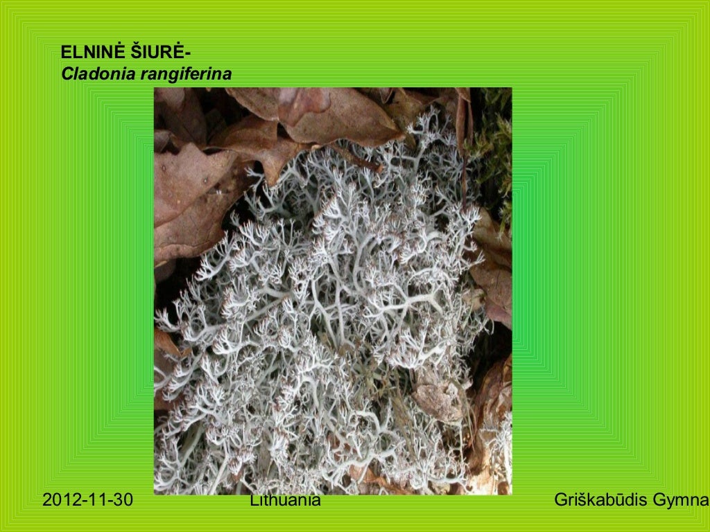 Lichenes of lithuania