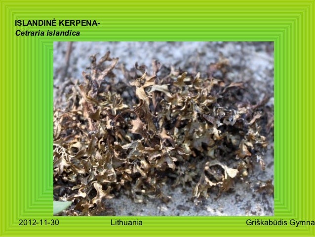 Lichenes of lithuania