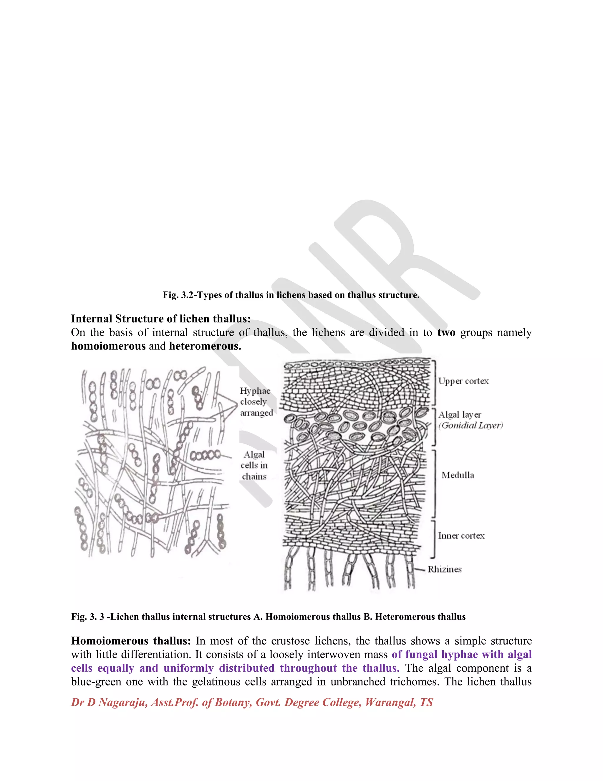 Dr D Nagaraju, Asst.Prof. of Botany, Govt. Degree College, Warangal, TS
Fig. 3.2-Types of thallus in lichens based on thallus structure.
Internal Structure of lichen thallus:
On the basis of internal structure of thallus, the lichens are divided in to two groups namely
homoiomerous and heteromerous.
Fig. 3. 3 -Lichen thallus internal structures A. Homoiomerous thallus B. Heteromerous thallus
Homoiomerous thallus: In most of the crustose lichens, the thallus shows a simple structure
with little differentiation. It consists of a loosely interwoven mass of fungal hyphae with algal
cells equally and uniformly distributed throughout the thallus. The algal component is a
blue-green one with the gelatinous cells arranged in unbranched trichomes. The lichen thallus
 