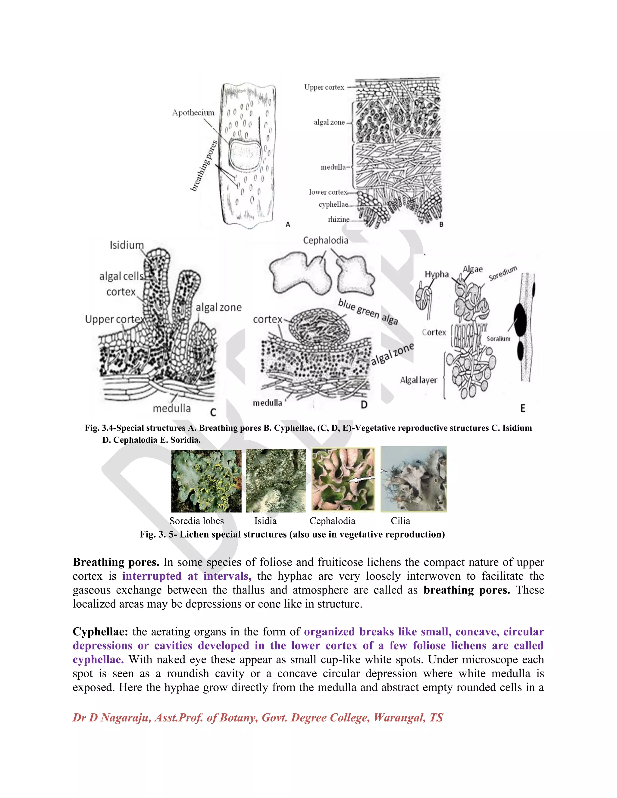 Dr D Nagaraju, Asst.Prof. of Botany, Govt. Degree College, Warangal, TS
Fig. 3.4-Special structures A. Breathing pores B. Cyphellae, (C, D, E)-Vegetative reproductive structures C. Isidium
D. Cephalodia E. Soridia.
Soredia lobes Isidia Cephalodia Cilia
Fig. 3. 5- Lichen special structures (also use in vegetative reproduction)
Breathing pores. In some species of foliose and fruiticose lichens the compact nature of upper
cortex is interrupted at intervals, the hyphae are very loosely interwoven to facilitate the
gaseous exchange between the thallus and atmosphere are called as breathing pores. These
localized areas may be depressions or cone like in structure.
Cyphellae: the aerating organs in the form of organized breaks like small, concave, circular
depressions or cavities developed in the lower cortex of a few foliose lichens are called
cyphellae. With naked eye these appear as small cup-like white spots. Under microscope each
spot is seen as a roundish cavity or a concave circular depression where white medulla is
exposed. Here the hyphae grow directly from the medulla and abstract empty rounded cells in a
 