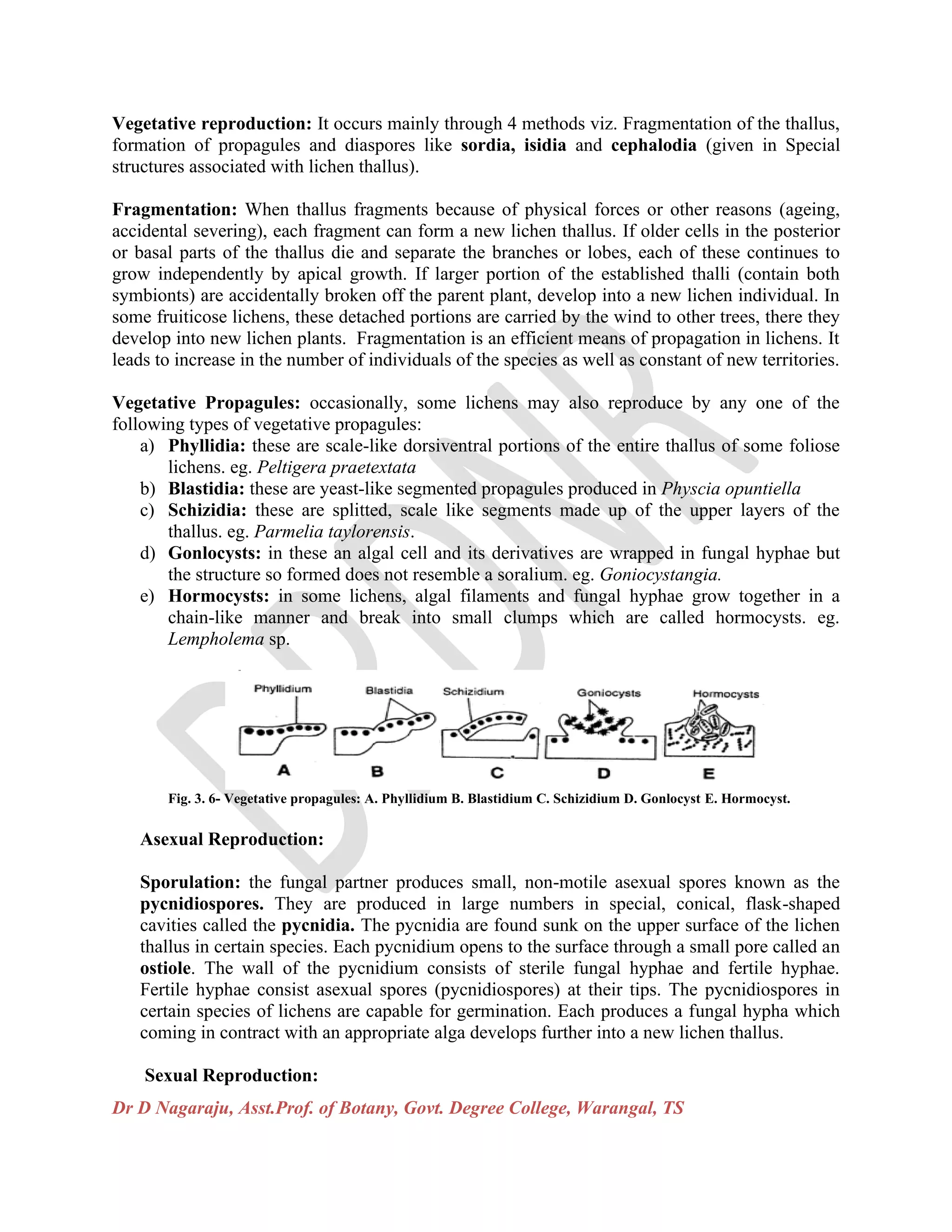 Dr D Nagaraju, Asst.Prof. of Botany, Govt. Degree College, Warangal, TS
Vegetative reproduction: It occurs mainly through 4 methods viz. Fragmentation of the thallus,
formation of propagules and diaspores like sordia, isidia and cephalodia (given in Special
structures associated with lichen thallus).
Fragmentation: When thallus fragments because of physical forces or other reasons (ageing,
accidental severing), each fragment can form a new lichen thallus. If older cells in the posterior
or basal parts of the thallus die and separate the branches or lobes, each of these continues to
grow independently by apical growth. If larger portion of the established thalli (contain both
symbionts) are accidentally broken off the parent plant, develop into a new lichen individual. In
some fruiticose lichens, these detached portions are carried by the wind to other trees, there they
develop into new lichen plants. Fragmentation is an efficient means of propagation in lichens. It
leads to increase in the number of individuals of the species as well as constant of new territories.
Vegetative Propagules: occasionally, some lichens may also reproduce by any one of the
following types of vegetative propagules:
a) Phyllidia: these are scale-like dorsiventral portions of the entire thallus of some foliose
lichens. eg. Peltigera praetextata
b) Blastidia: these are yeast-like segmented propagules produced in Physcia opuntiella
c) Schizidia: these are splitted, scale like segments made up of the upper layers of the
thallus. eg. Parmelia taylorensis.
d) Gonlocysts: in these an algal cell and its derivatives are wrapped in fungal hyphae but
the structure so formed does not resemble a soralium. eg. Goniocystangia.
e) Hormocysts: in some lichens, algal filaments and fungal hyphae grow together in a
chain-like manner and break into small clumps which are called hormocysts. eg.
Lempholema sp.
Fig. 3. 6- Vegetative propagules: A. Phyllidium B. Blastidium C. Schizidium D. Gonlocyst E. Hormocyst.
Asexual Reproduction:
Sporulation: the fungal partner produces small, non-motile asexual spores known as the
pycnidiospores. They are produced in large numbers in special, conical, flask-shaped
cavities called the pycnidia. The pycnidia are found sunk on the upper surface of the lichen
thallus in certain species. Each pycnidium opens to the surface through a small pore called an
ostiole. The wall of the pycnidium consists of sterile fungal hyphae and fertile hyphae.
Fertile hyphae consist asexual spores (pycnidiospores) at their tips. The pycnidiospores in
certain species of lichens are capable for germination. Each produces a fungal hypha which
coming in contract with an appropriate alga develops further into a new lichen thallus.
Sexual Reproduction:
 