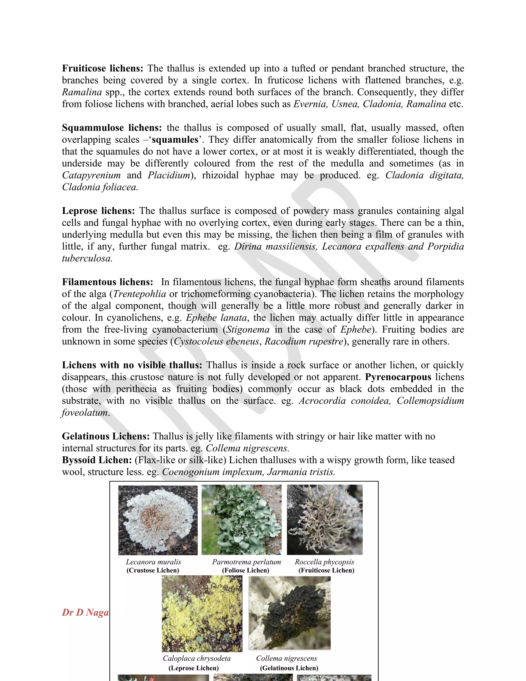 Dr D Nagaraju, Asst.Prof. of Botany, Govt. Degree College, Warangal, TS
Fruiticose lichens: The thallus is extended up into a tufted or pendant branched structure, the
branches being covered by a single cortex. In fruticose lichens with flattened branches, e.g.
Ramalina spp., the cortex extends round both surfaces of the branch. Consequently, they differ
from foliose lichens with branched, aerial lobes such as Evernia, Usnea, Cladonia, Ramalina etc.
Squammulose lichens: the thallus is composed of usually small, flat, usually massed, often
overlapping scales –‘squamules’. They differ anatomically from the smaller foliose lichens in
that the squamules do not have a lower cortex, or at most it is weakly differentiated, though the
underside may be differently coloured from the rest of the medulla and sometimes (as in
Catapyrenium and Placidium), rhizoidal hyphae may be produced. eg. Cladonia digitata,
Cladonia foliacea.
Leprose lichens: The thallus surface is composed of powdery mass granules containing algal
cells and fungal hyphae with no overlying cortex, even during early stages. There can be a thin,
underlying medulla but even this may be missing, the lichen then being a film of granules with
little, if any, further fungal matrix. eg. Dirina massiliensis, Lecanora expallens and Porpidia
tuberculosa.
Filamentous lichens: In filamentous lichens, the fungal hyphae form sheaths around filaments
of the alga (Trentepohlia or trichomeforming cyanobacteria). The lichen retains the morphology
of the algal component, though will generally be a little more robust and generally darker in
colour. In cyanolichens, e.g. Ephebe lanata, the lichen may actually differ little in appearance
from the free-living cyanobacterium (Stigonema in the case of Ephebe). Fruiting bodies are
unknown in some species (Cystocoleus ebeneus, Racodium rupestre), generally rare in others.
Lichens with no visible thallus: Thallus is inside a rock surface or another lichen, or quickly
disappears, this crustose nature is not fully developed or not apparent. Pyrenocarpous lichens
(those with perithecia as fruiting bodies) commonly occur as black dots embedded in the
substrate, with no visible thallus on the surface. eg. Acrocordia conoidea, Collemopsidium
foveolatum.
Gelatinous Lichens: Thallus is jelly like filaments with stringy or hair like matter with no
internal structures for its parts. eg. Collema nigrescens.
Byssoid Lichen: (Flax-like or silk-like) Lichen thalluses with a wispy growth form, like teased
wool, structure less. eg. Coenogonium implexum, Jarmania tristis.
Lecanora muralis Parmotrema perlatum Roccella phycopsis
(Crustose Lichen) (Foliose Lichen) (Fruiticose Lichen)
Caloplaca chrysodeta Collema nigrescens
(Leprose Lichen) (Gelatinous Lichen)
 