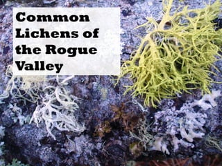 Common
Lichens of
the Rogue
Valley
 