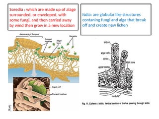 lichen and it's morphology and reproduction | PPT